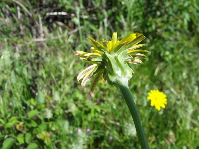 Scorzonera laciniata (=Podospermum laciniatum) / Scorzonera sbrindellata